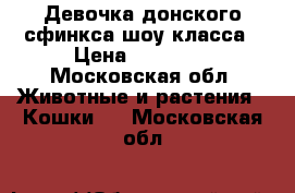Девочка донского сфинкса шоу класса › Цена ­ 13 000 - Московская обл. Животные и растения » Кошки   . Московская обл.
